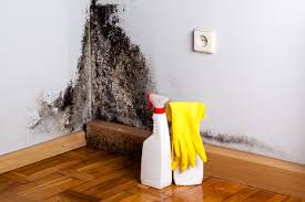 Why You Should Choose Our Mold Remediation Services in Runnemede, NJ